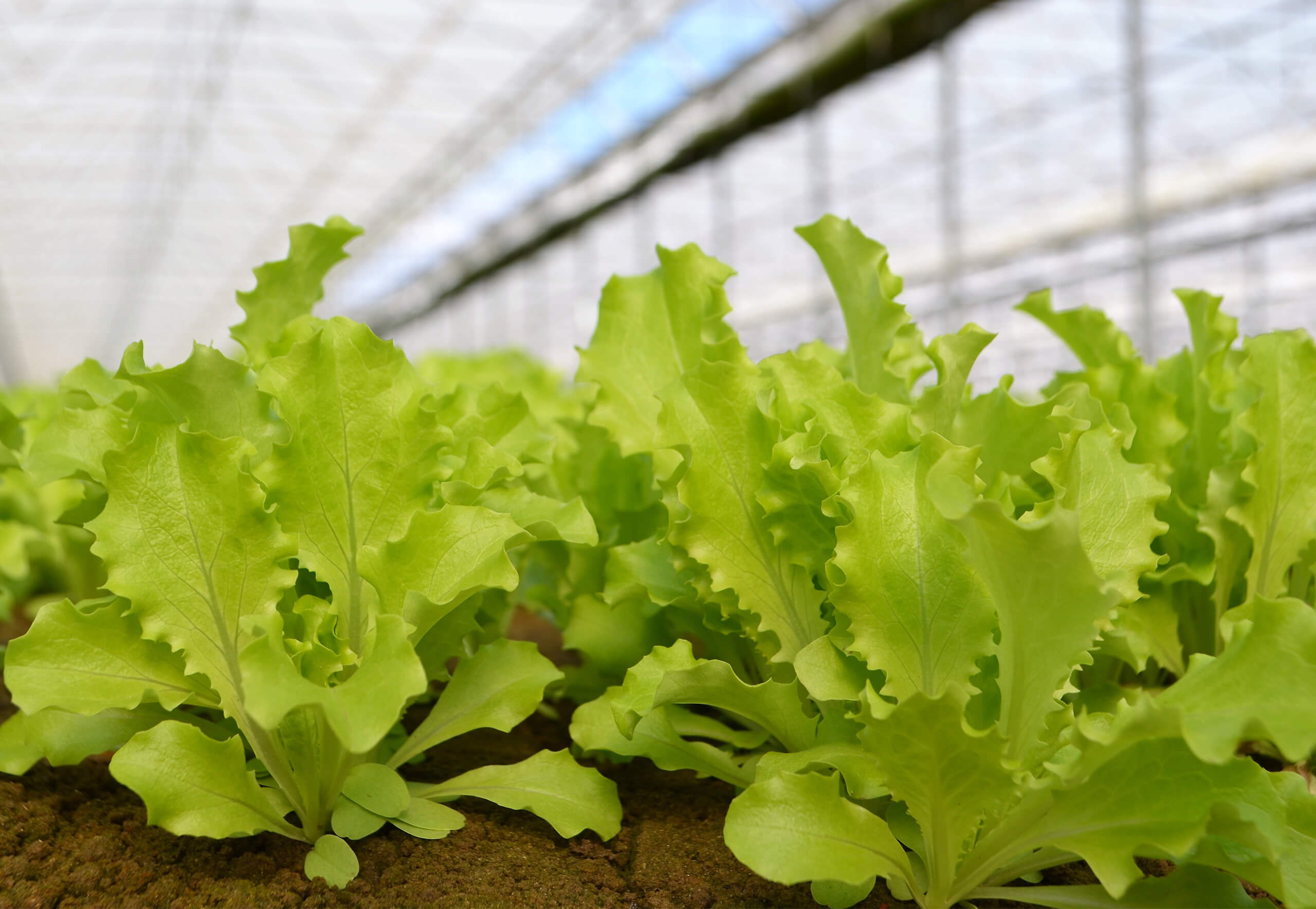 Campi di insalatine baby leaf Pontinatura nell'Agro Pontino
