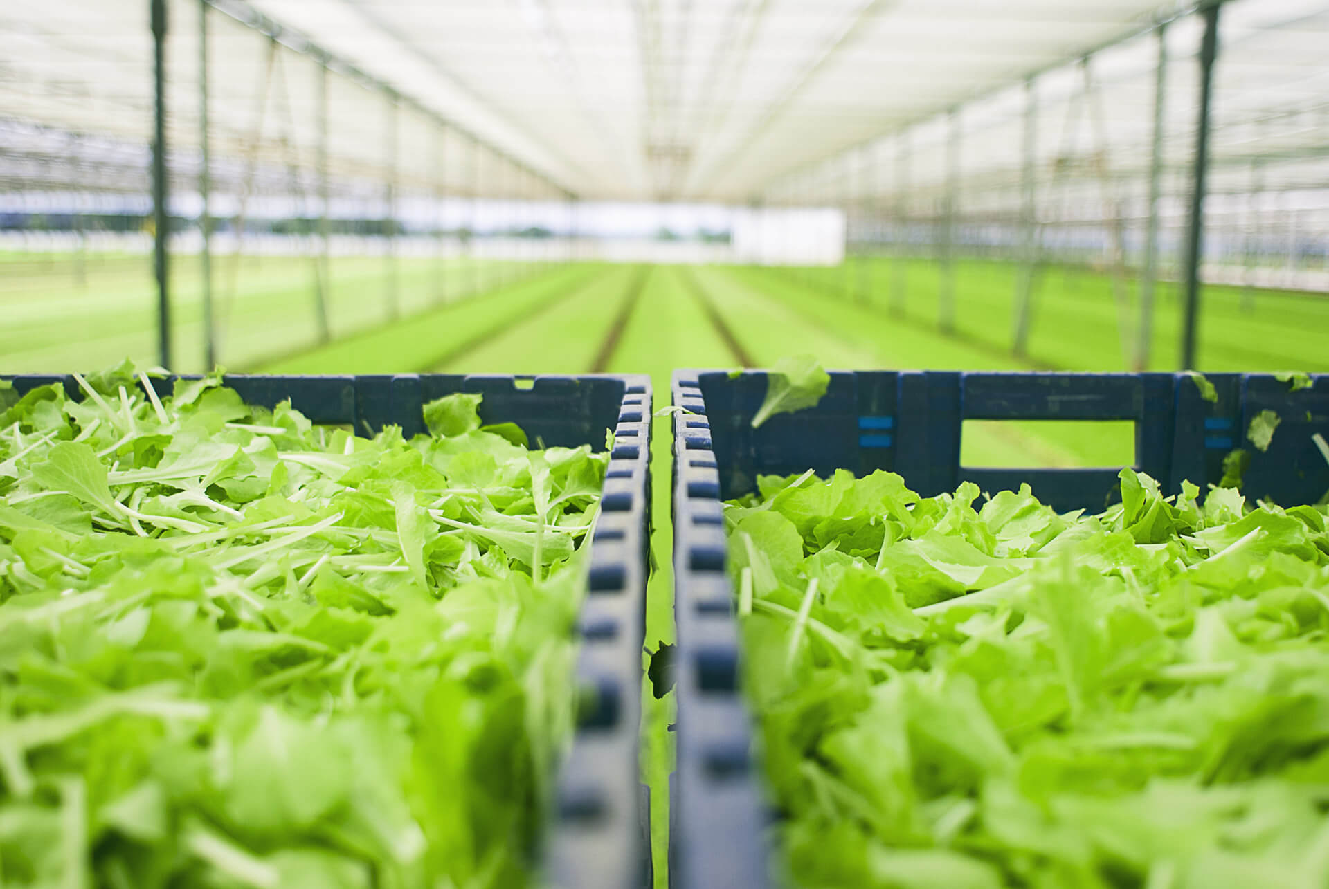 Le serre Pontinatura nell'Agro Pontino