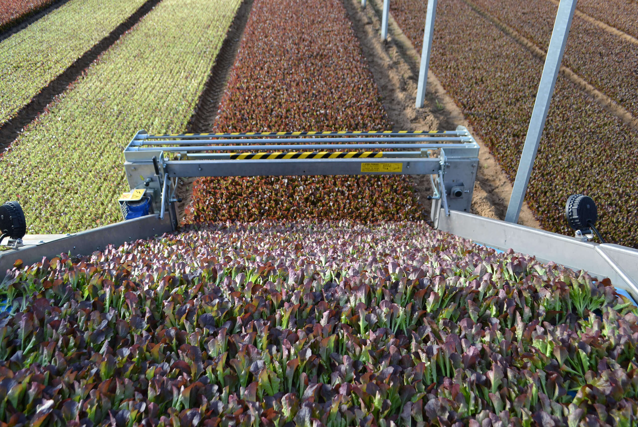 Linea di lavaggio e lavorazione delle insalatine Pontinatura