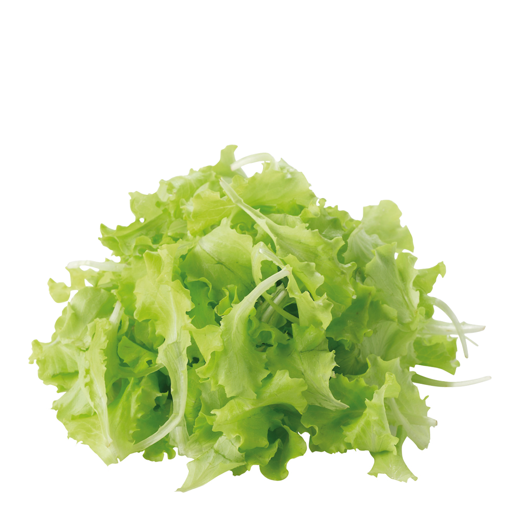 Lattughino biondo