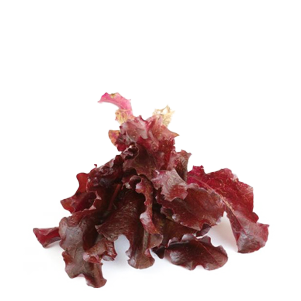 Lattughino Rosso