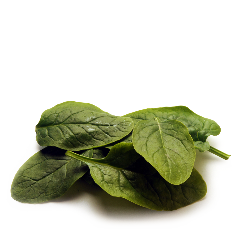 Spinacino