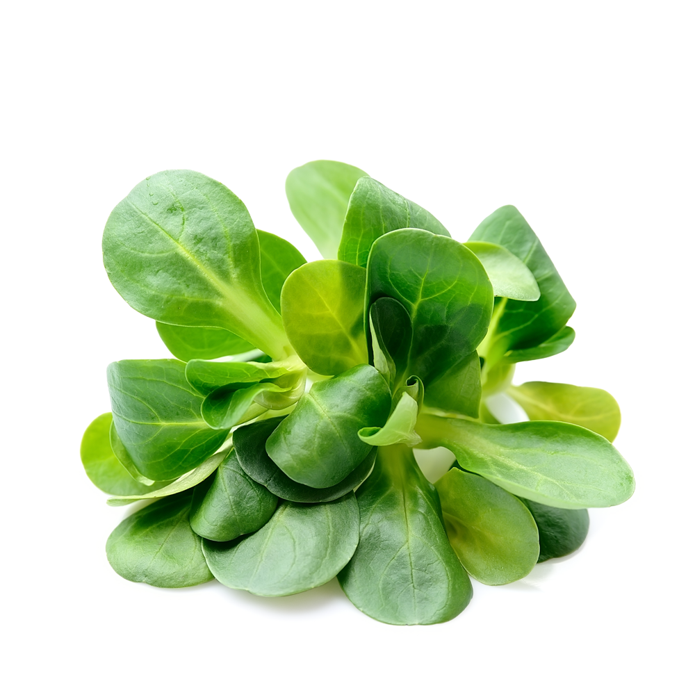 Valeriana